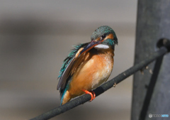 いつもの公園「カワセミ日記（３7）」