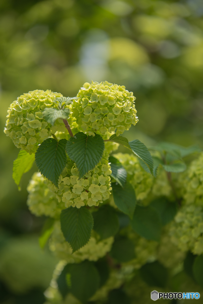 緑華オオデマリ