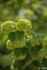 緑華オオデマリ