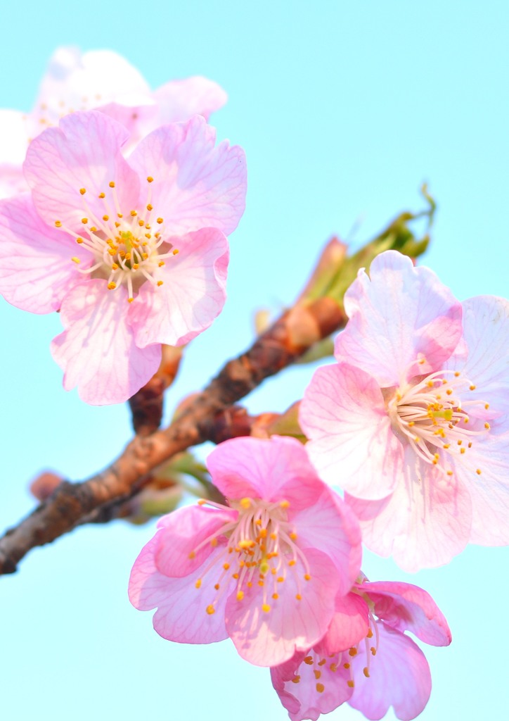 いつもの公園　「桜春」