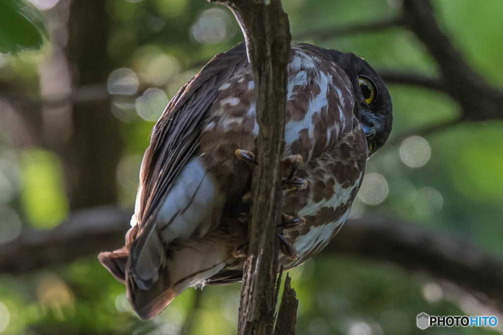 緑杜の鳥（アオバズク）（３）