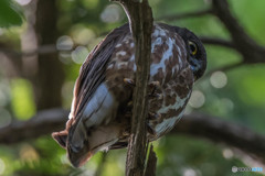 緑杜の鳥（アオバズク）（３）