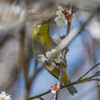 春景遊鳥（メジロ）（３）