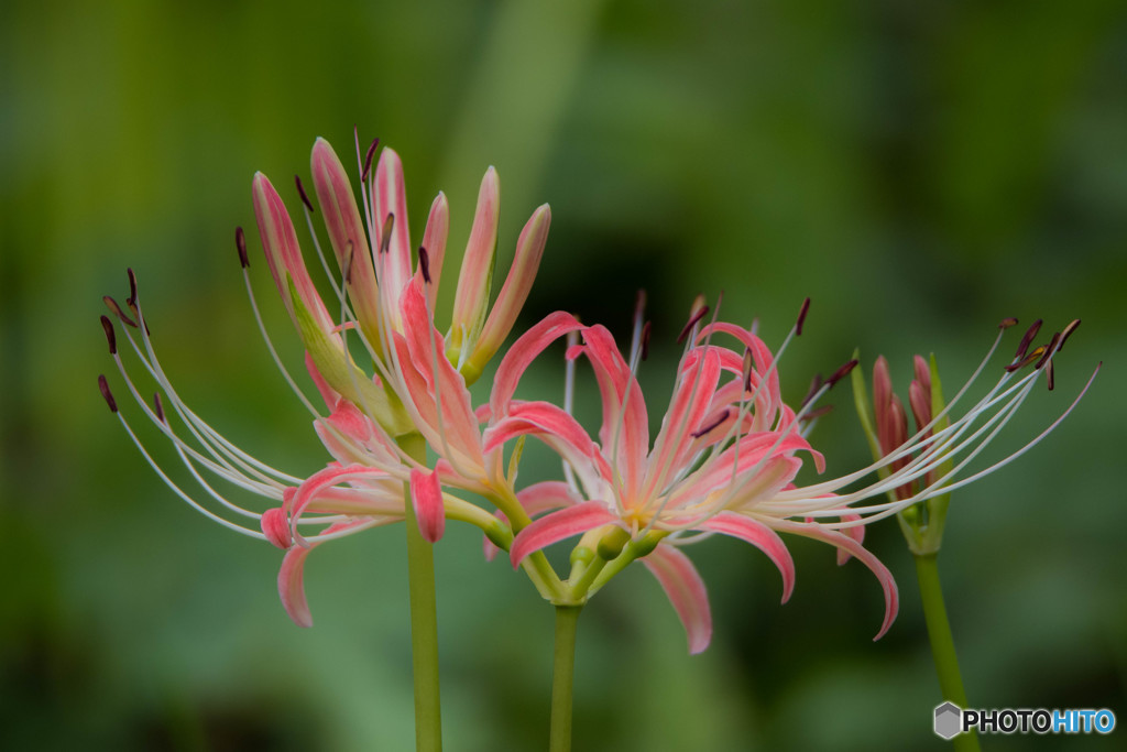 曼珠沙華秋景「晴華」（１）