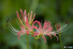 曼珠沙華秋景「晴華」（１）