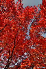 赤紅葉（東福寺）（２）