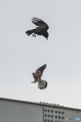 上、カラスVS下、チョウゲンボウ。橋上の対決