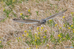 春感じる日（２）