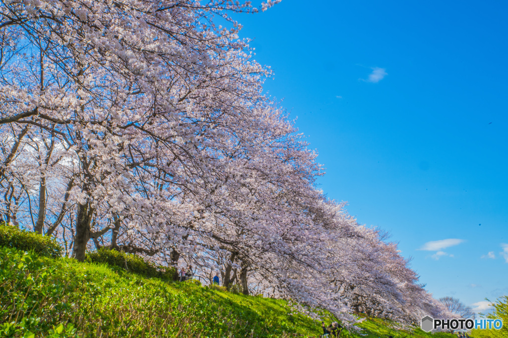 権現堂公園　2020　「覆桜」