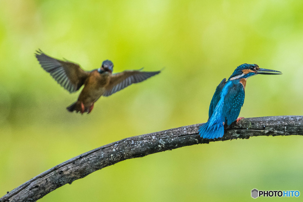 いつもの公園「序章」（カワセミ）（１）