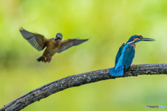 いつもの公園「序章」（カワセミ）（１）