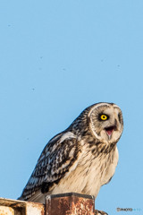 この子啼きます（コミミズク）