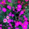 秋桜　４－４「パステル」