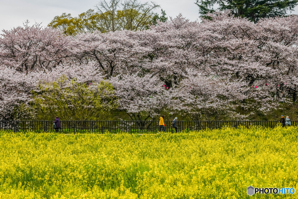 桜の樹の下で（埼玉県幸手市権現堂公園）（１９）「黄色」