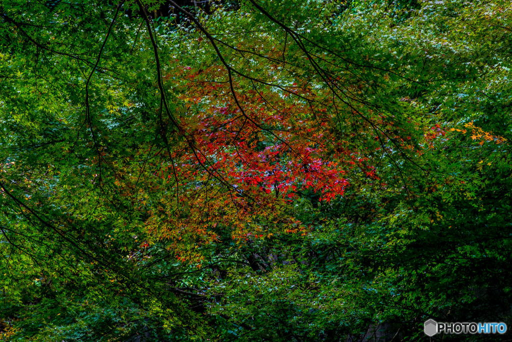 紅注す頃（蓬莱山神社）（２）