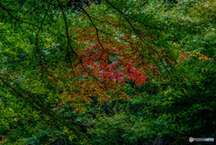 紅注す頃（蓬莱山神社）（２）