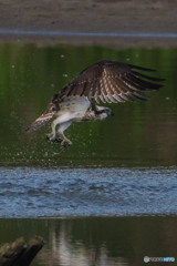 ミサゴ飛び立ち（２）