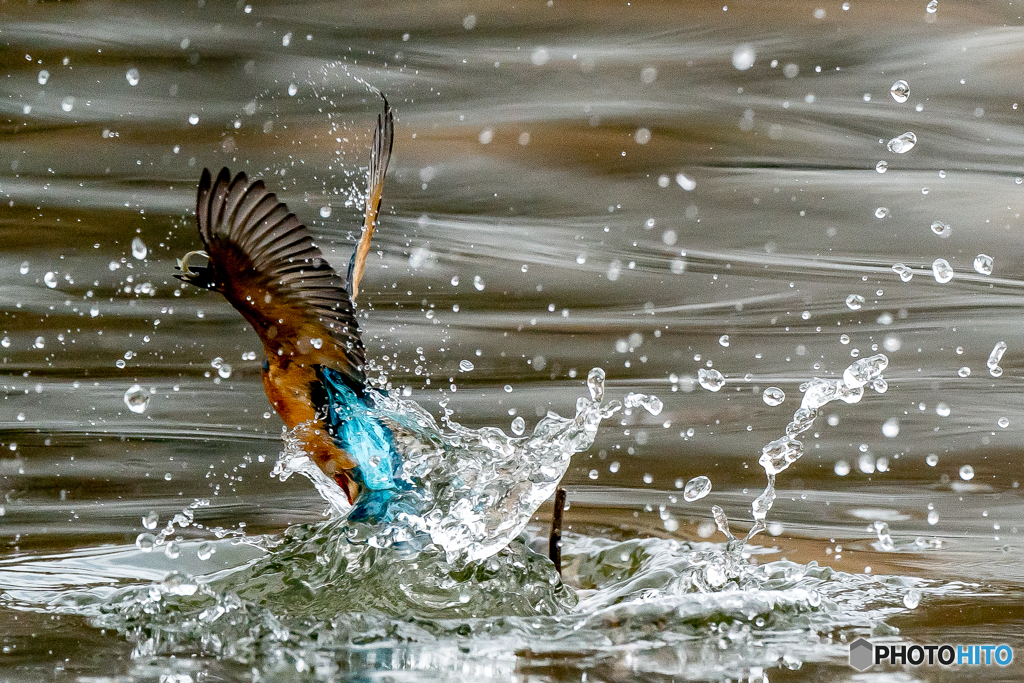 いつもの公園「冬池」（３）