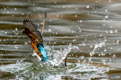 いつもの公園「冬池」（３）