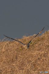 コミミフィールド「眼前通過」（３）