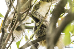 トラフズクの木「翼の木」