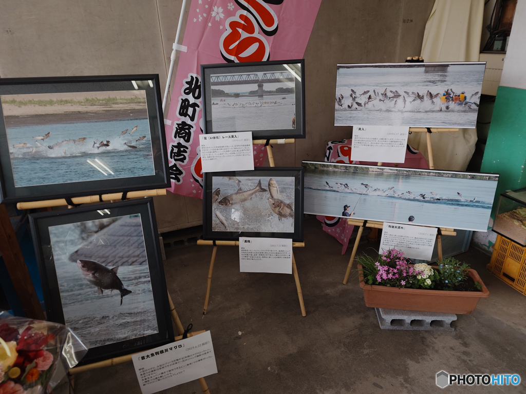 利根川賛歌「ハクレン大ジャンプ写真展」（３）