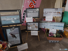 利根川賛歌「ハクレン大ジャンプ写真展」（３）