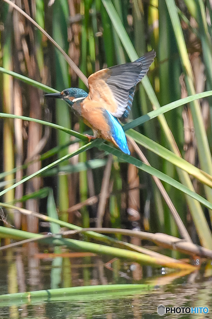 いつもの公園「ユラリ、ユラリ（２）」