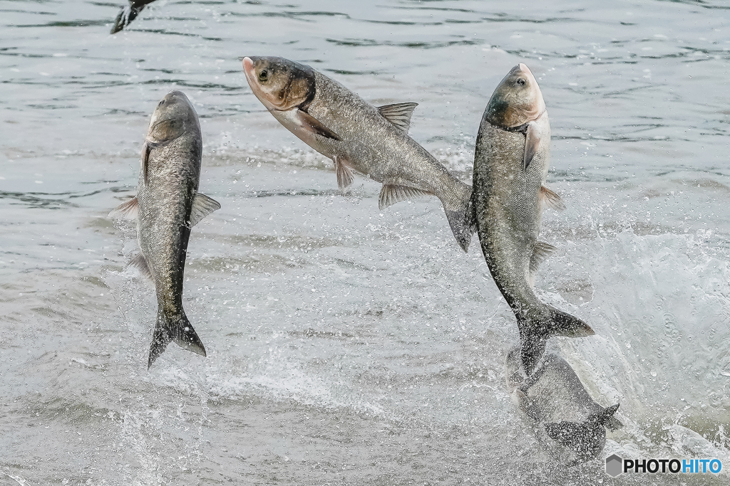 輝魚（NIK現像）