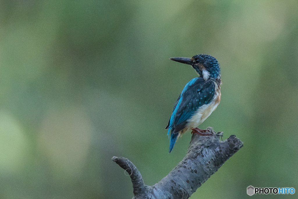 いつもの公園「ポーズ」（２）
