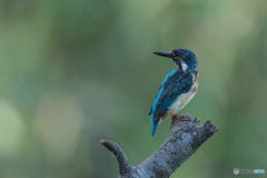 いつもの公園「ポーズ」（２）