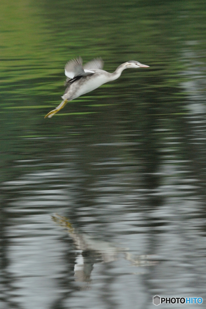 カンムリカイツブリ（３）