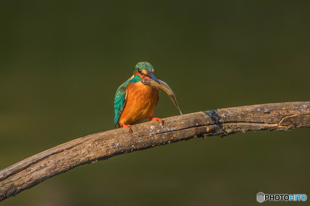 いつもの公園「魚漁る鳥」（５）
