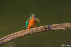いつもの公園「魚漁る鳥」（５）