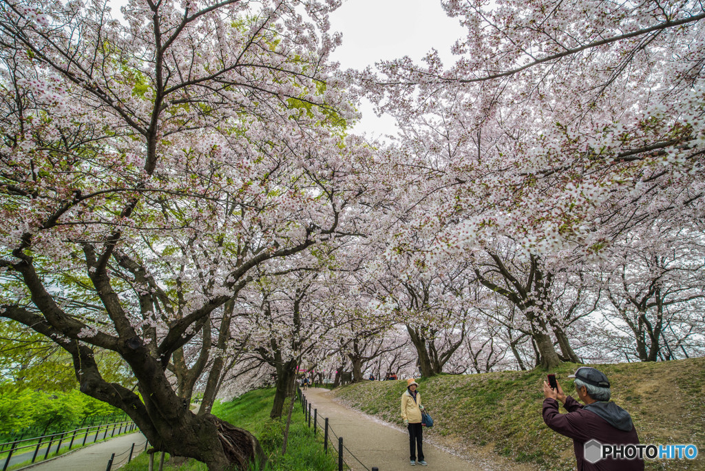 桜の樹の下で（埼玉県幸手市権現堂公園）（９）「記念写真」