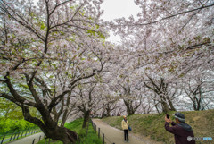 桜の樹の下で（埼玉県幸手市権現堂公園）（９）「記念写真」