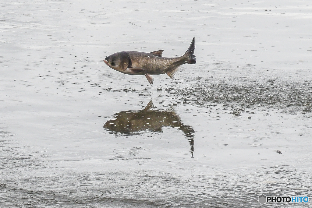 跳魚