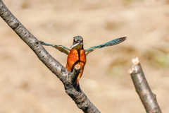 いつもの公園「試技」（２）
