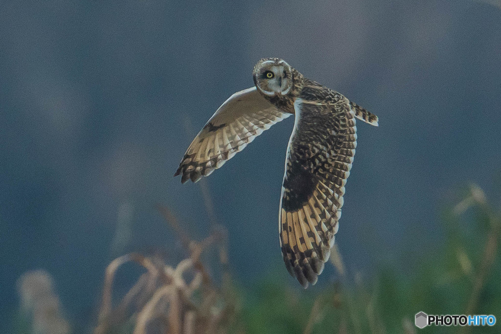 冬野人悠々（６）