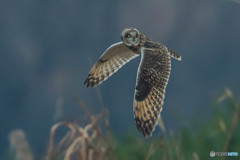 冬野人悠々（６）