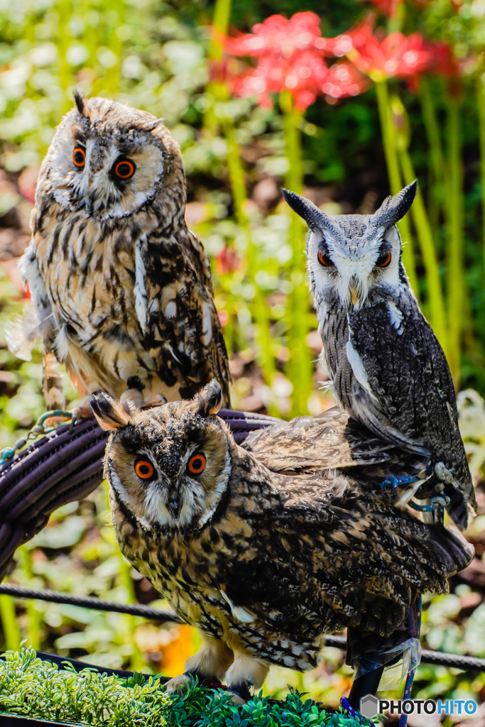 いつもの公園「好日、散歩」