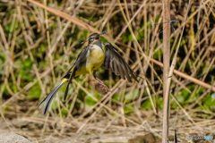 いつもの公園「時々やってくるキセキレイがトンボを捕食しました。」（３）