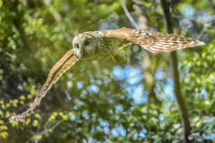 杜の人「緑風」（フクロウ）（７）