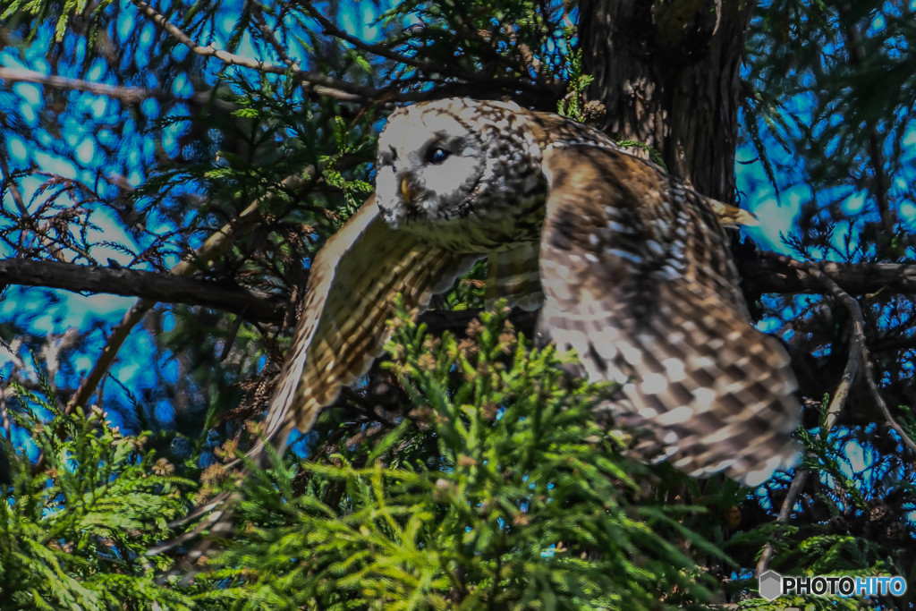 杜の人「ピョ～ン」と（フクロウ）（4）