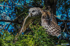 杜の人「ピョ～ン」と（フクロウ）（4）