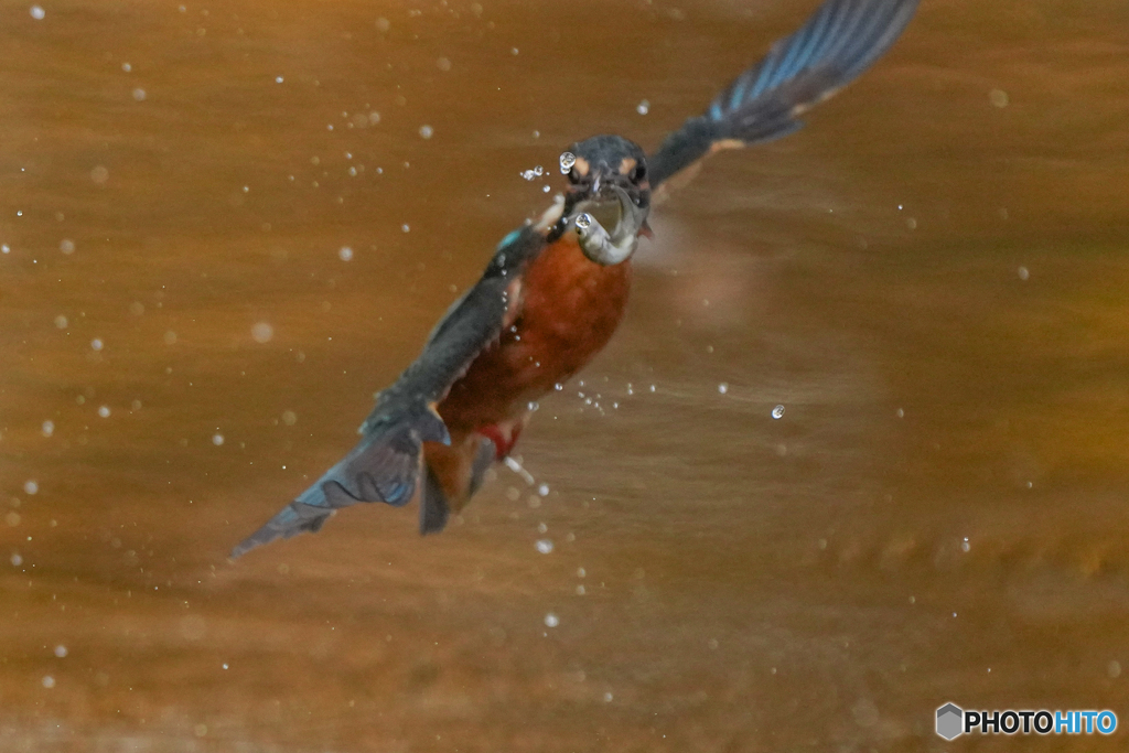 いつもの公園「魚の目AF」（１）