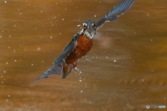 いつもの公園「魚の目AF」（１）