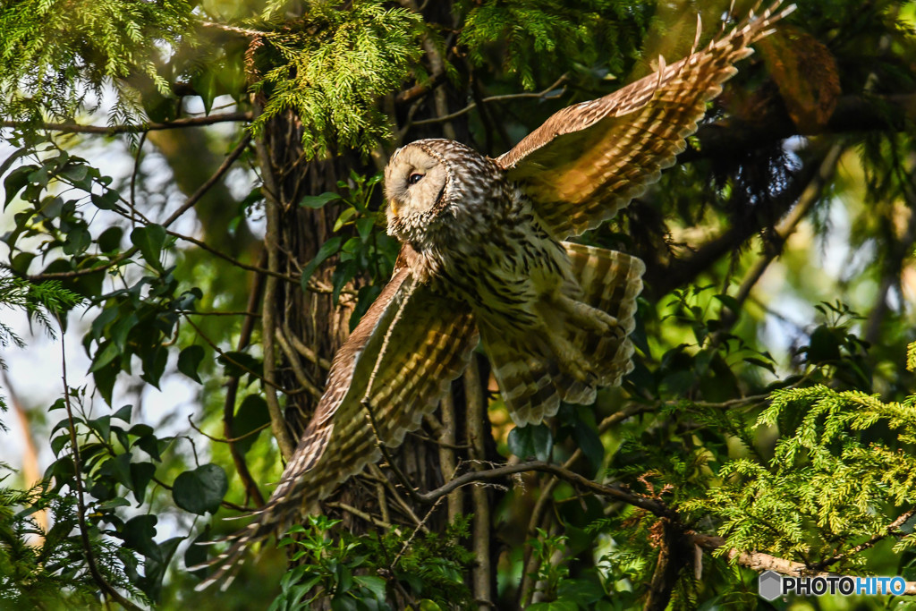 杜の人「眼前」（フクロウ）（２）