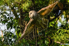 杜の人「眼前」（フクロウ）（２）