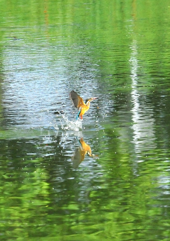カワセミ遠景五題５－３
